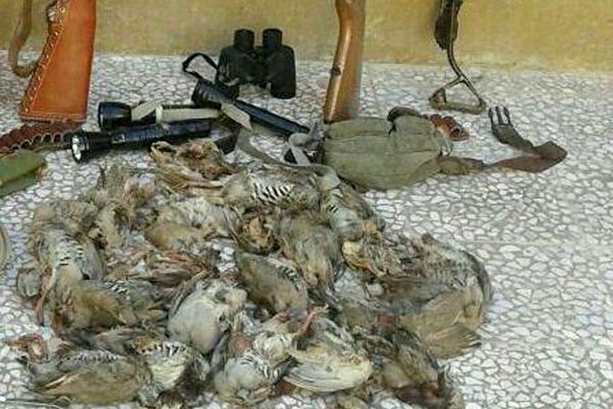شکار پرندگان وحشی و مهاجر در مازندران ممنوع است
