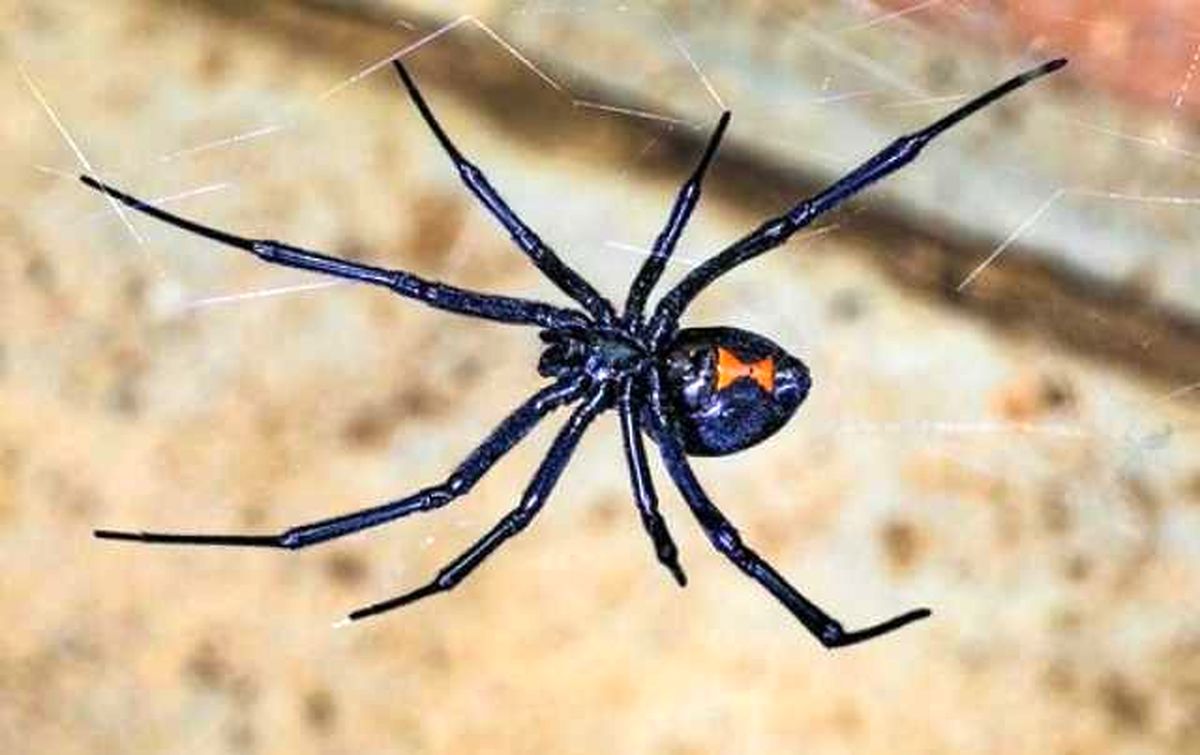 نگرانی هرمزگانی‌ها از افزایش تعداد عنکبوت‌های بیوه سیاه
