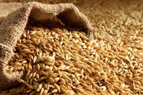 استان فارس ۱۰ درصد از میزان گندم تولیدی کشور را تولید کرد