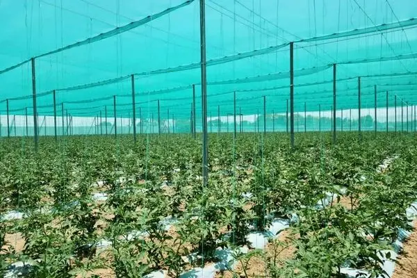 نهضت گلخانه‌ای در استان تهران ادامه دارد/ احداث 211 هکتار گلخانه جدید در سطح استان