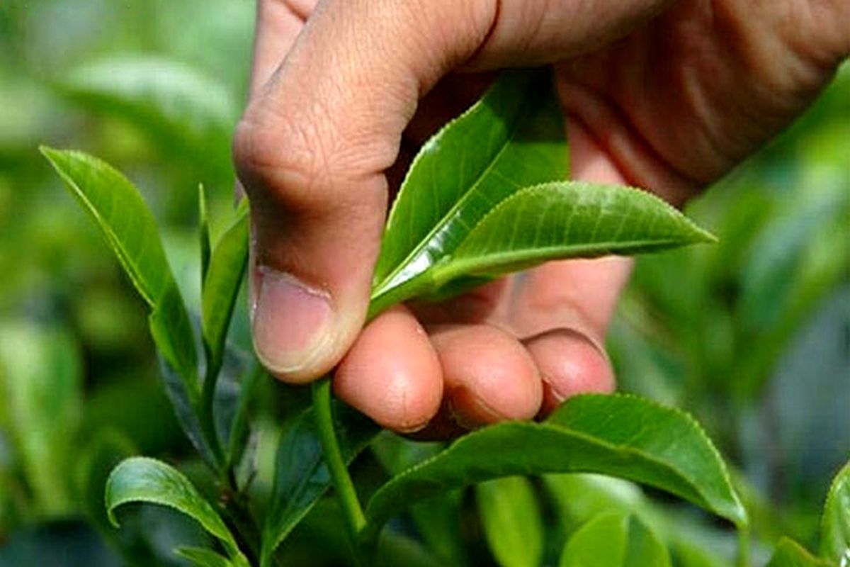 چای در بورس کالای منطقه آزاد انزلی عرضه می شود