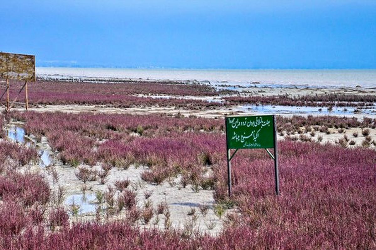 کانال های انتقال آب خلیج گرگان مسدود شده است