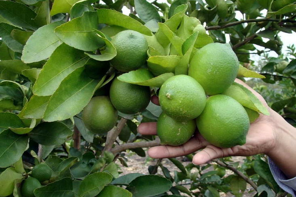 جاروک جادوگر عامل اصلی گرانی لیمو ترش