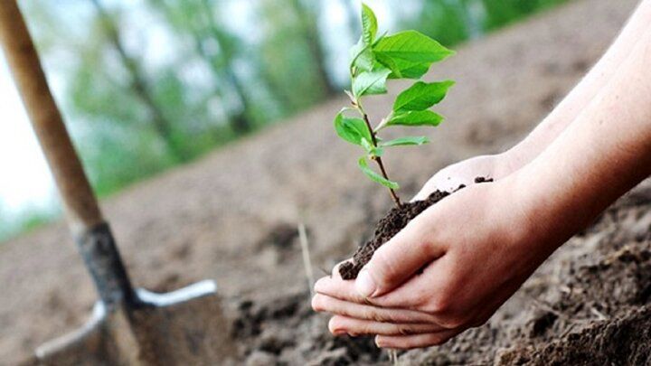 10 هزار اصله نهال در سنندج کاشت می شود