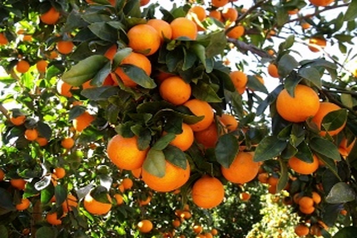 برداشت ۳۷ هزار تن نارنگی از باغ‌های هرمزگان 