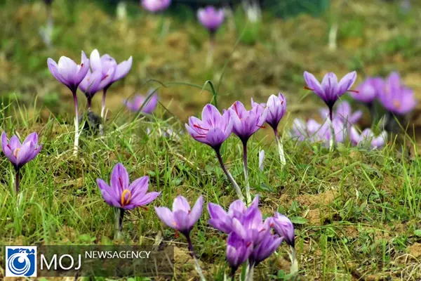 دلایل کاهش تولید زعفران در ایران چیست؟