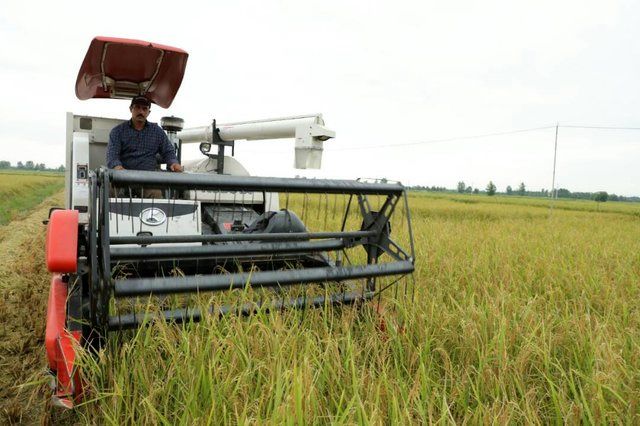  افزایش 5 درصدی برداشت مکانیزه برنج در جویبار