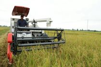 فعالیت 1400 دستگاه کمباین برداشت برنج در آمل