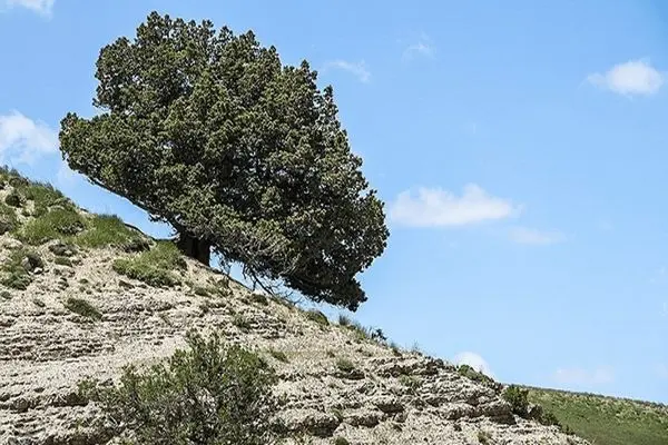 رویش گونه منحصر به‌فرد «ارس» در ارتفاعات چهارمحال و بختیاری