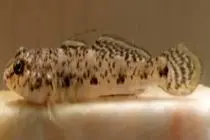 رکورد جدید یک گونه ماهی در خلیجفارس