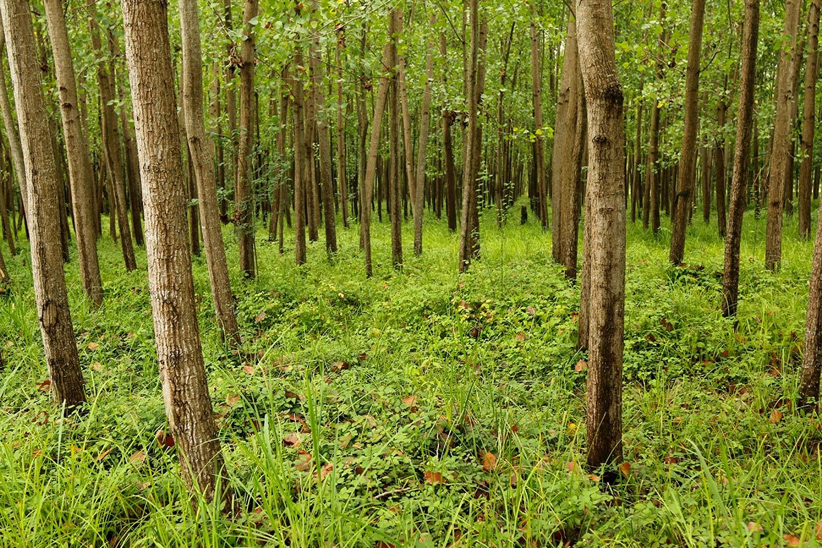 120 هکتار از اراضی مستثنیات مردم به زراعت چوب اختصاص می یابد