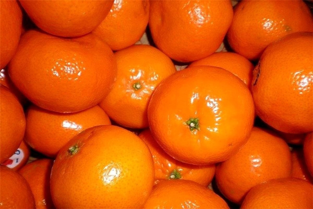 قاچاق نارنگی پاکستانی به دلیل عدم اجازه واردات این محصول از سوی دولت بود/چغاله بادام کیلویی 80 تا 100 هزار تومان