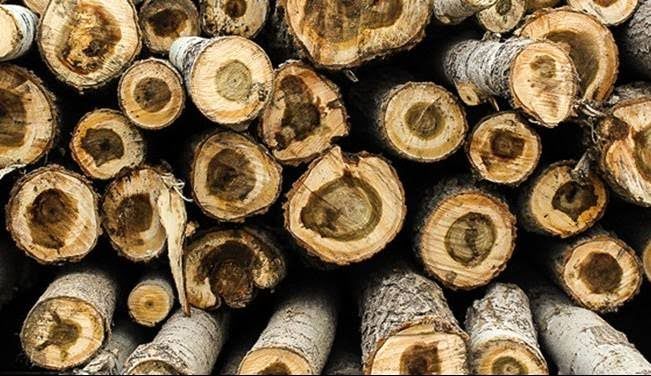 42 تن چوب قاچاق در قم کشف شد