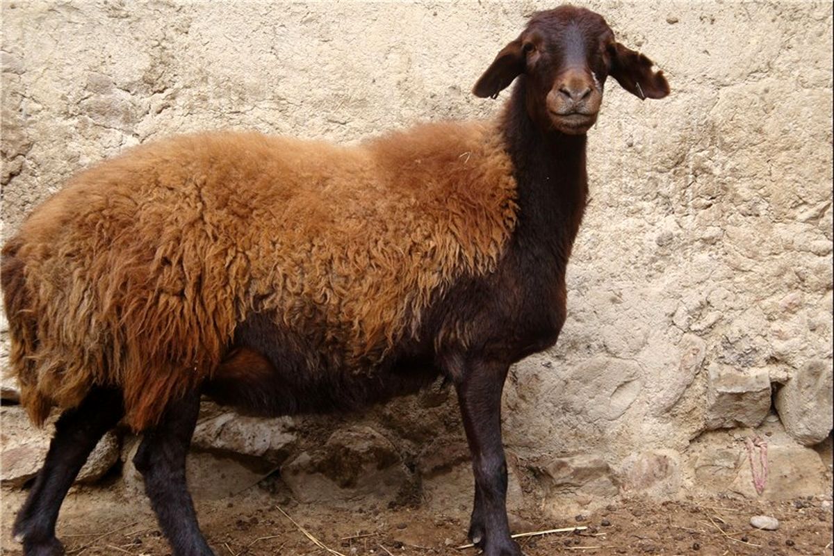  ورود گوسفند افشاری به گله های ۱۵ استان کشور 