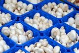 قیمت قارچ در میادین و بازارهای میوه و تره بار تهران مشخص شد