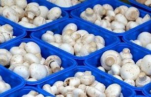 قیمت قارچ در میادین و بازارهای میوه و تره بار تهران مشخص شد
