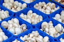 تولید سالانه بیش از 5 هزار تن قارچ خوراکی در اردبیل