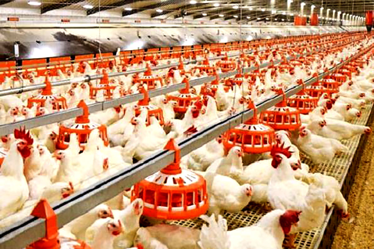 افزایش ۲ برابری تولید مرغ در سبزوار