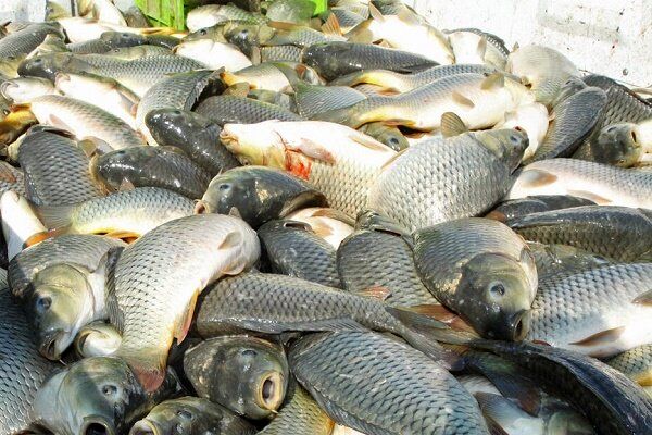 رتبه نخست اصفهان در پرورش ماهیان گرم آبی در استخرهای کشاورزی