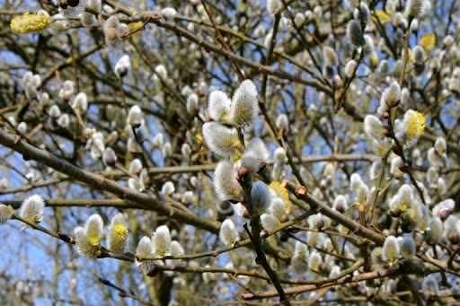 برداشت شکوفه های بیدمشک در استان قزوین آغاز شد