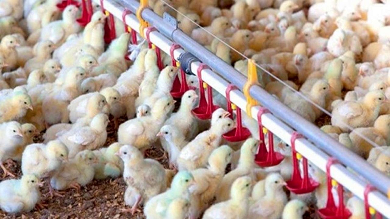 جوجه ریزی در واحدهای پرورش مرغ استان قزوین رشد ۲۹ درصدی داشته است
