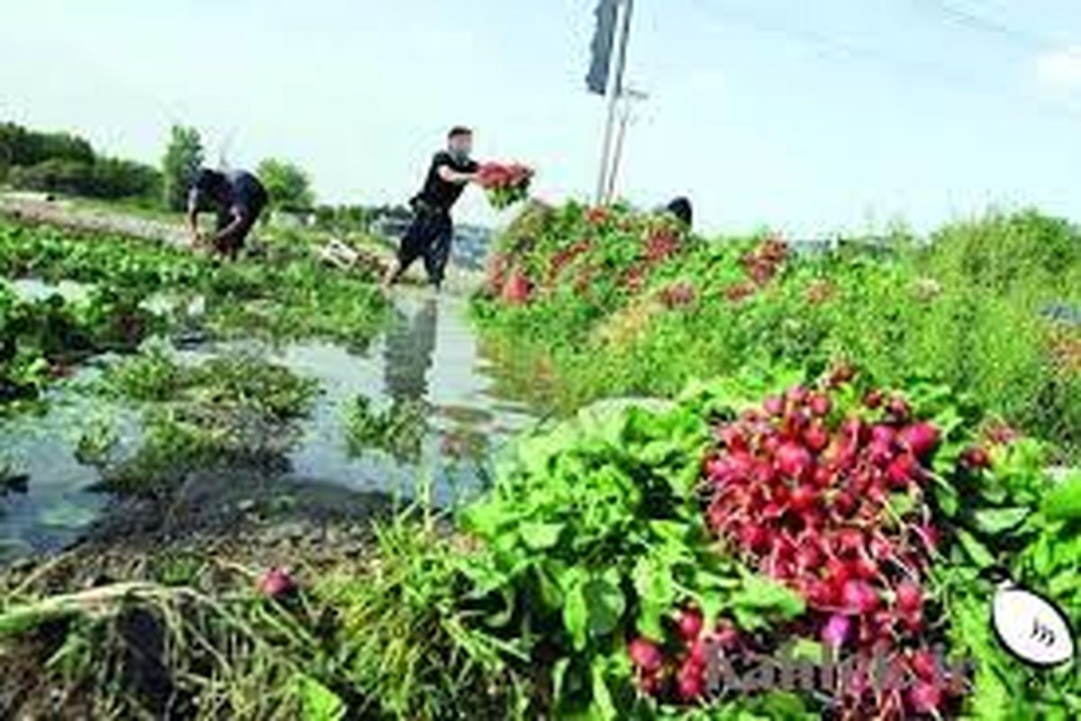 امحا زمین‌های سبزی‌کاری آلوده در کرمانشاه