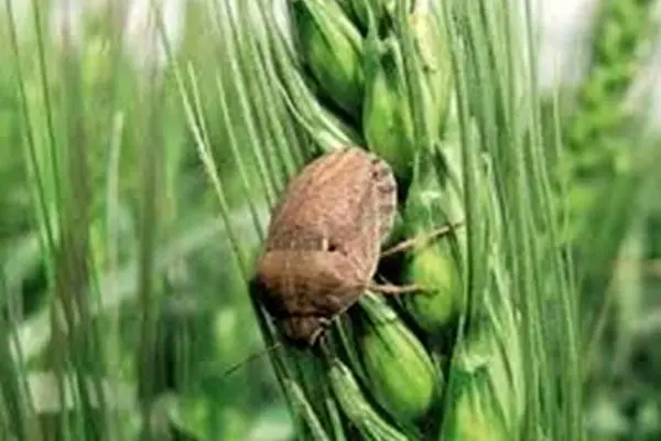سطح مبارزه با آفت سن گندم به ۷ هزار هکتار رسید