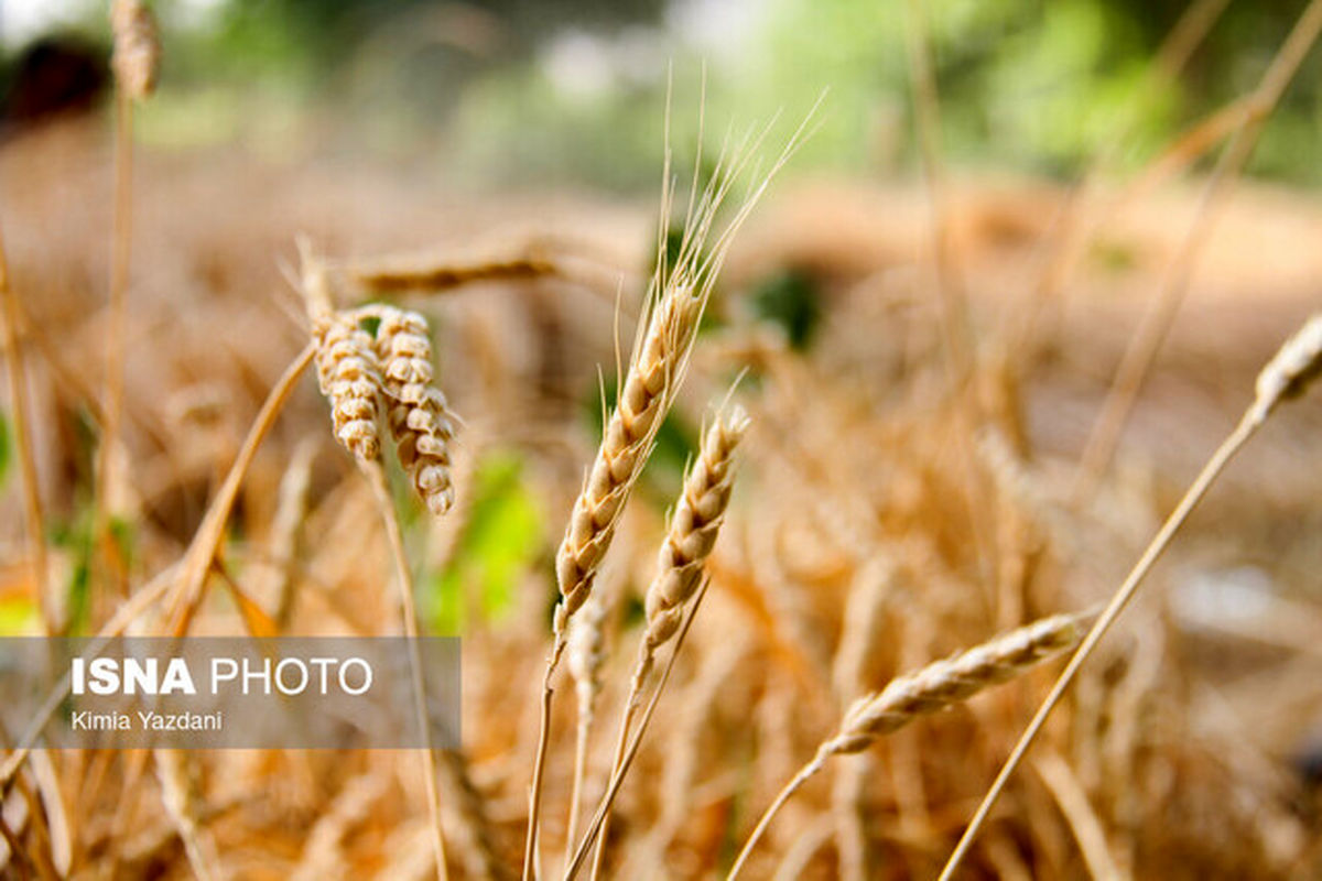 مطالبات گندمکاران خوزستانی پرداخت می شود