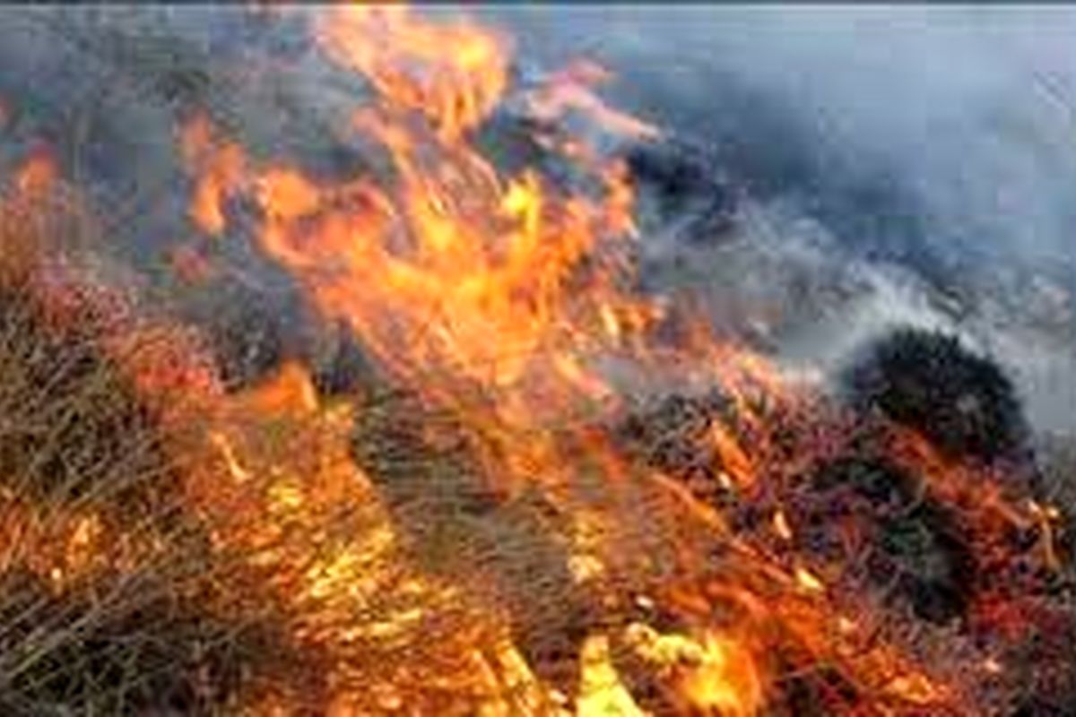 پرندگان جنگل تنوم زنده زنده در آتش کباب شدند