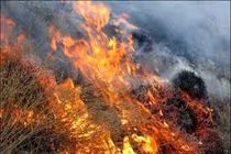 پرندگان جنگل تنوم زنده زنده در آتش کباب شدند