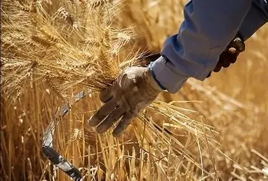 پرداخت ۵۰ هزار میلیارد تومان از مطالبات گندم‌کاران/۷۵ درصد پول خرید تضمینی گندم تسویه شد