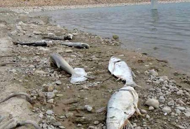تلف شدن بیش از 3 میلیون قطعه ماهی در زلزله کرمانشاه