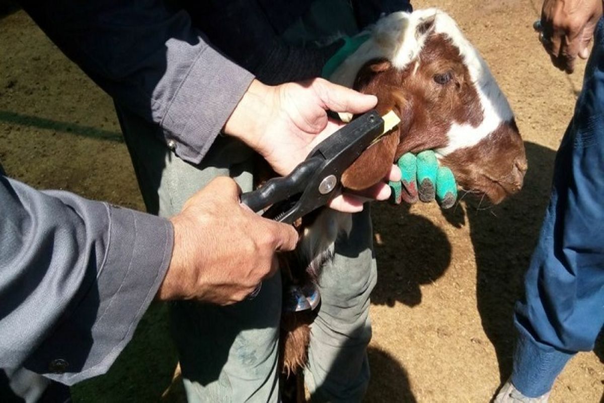 پلاک کوبی دام