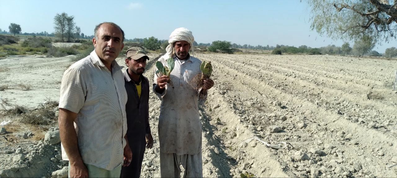 کشت ۳ هکتار کاکتوس میوه ای در شهرستان زرآباد