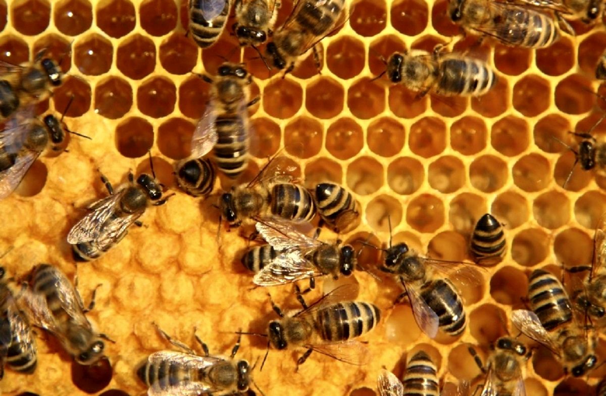 تولید ۹۰۰ تنی عسل در شهرستان تنکابن
