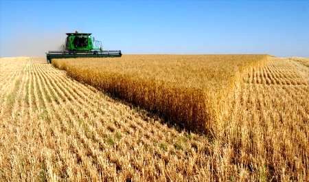 گندم کرمانشاه در رتبه دوم باکیفیت‌ترین گندم کشور