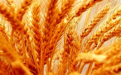 کاهش تولید گندم در بروجرد
