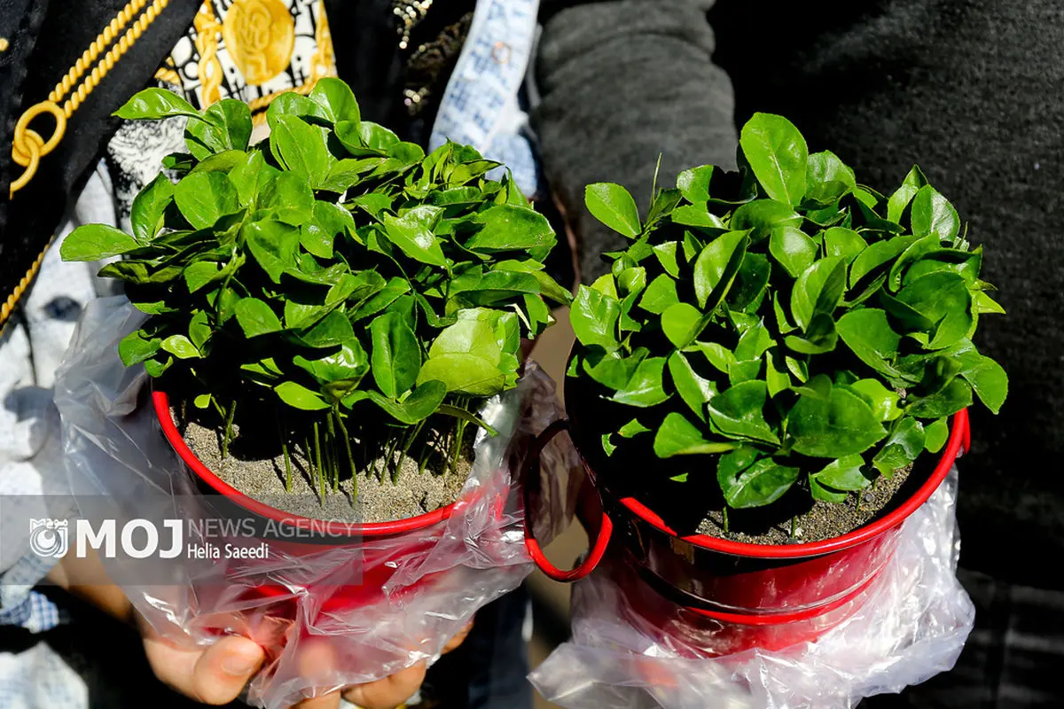 رونق بازار گل محلاتی در آستانه نوروز