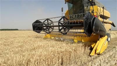 پیش بینی رشد ۷۸ درصدی خرید گندم مازاد بر نیاز کشاورزان کرمانشاهی