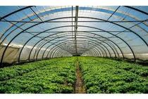 تولید سالانه 24 تن گیاهان دارویی در گلخانه های بابل