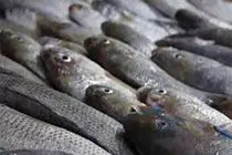 کشف محموله ۱۲ تنی ضایعات ماهی قاچاق در بندرعباس