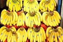 توقف واردات موز تکذیب شد