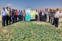 ۱۸۱ برنامه ترویجی کشاورزی در پهنه های تولیدی فارس اجرا شد