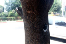 درختان سطح شهر سنندج پلاک‌کوبی می‌شوند