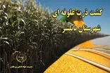 کشت ۲۷ هکتار ذرت علوفه‌ای در بخش بهنمیر