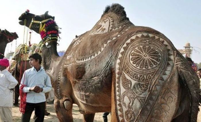 هزار و ۵۰۰ شتر سران عرب را در کنفرانس موریتانی همراهی می کنند