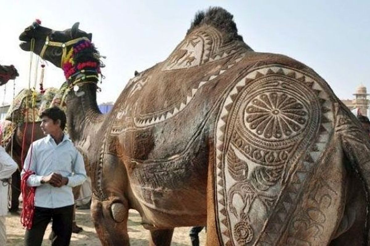 هزار و ۵۰۰ شتر سران عرب را در کنفرانس موریتانی همراهی می کنند