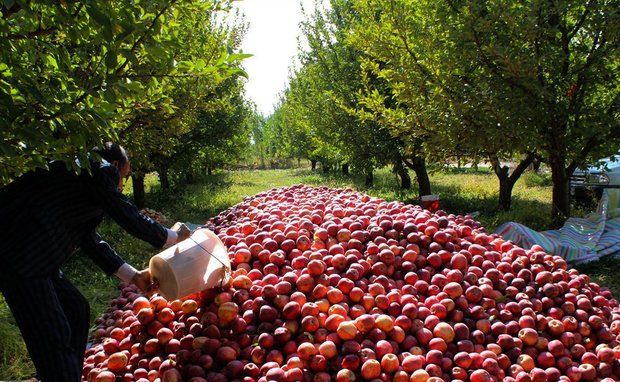 تولیدات باغی کردستان به 350 هزار تن رسید