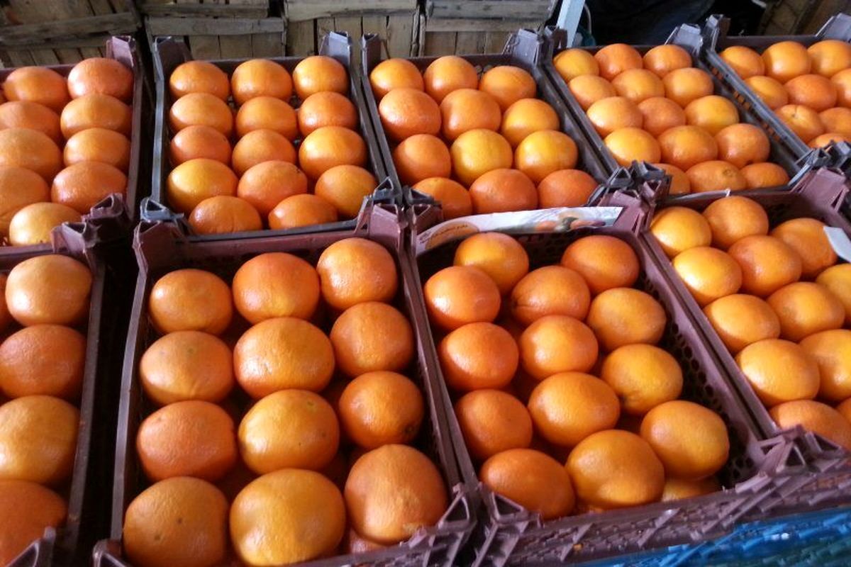 ذخیره سازی یک هزار تُن پرتقال و 700 تُن سیب برای شب عید
