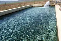 پرورش جلبک محور جدید اقتصاد آبزی پروری خوزستان
